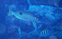 Lutjanus ehrenbergii