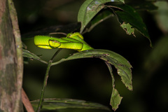 Tropidolaemus subannulatus