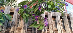 Lycianthes rantonnetii