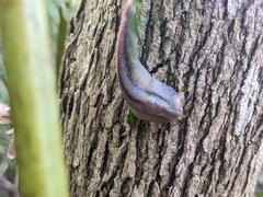 Triboniophorus graeffei