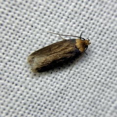 Mimobrachyoma maculifera