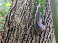 Triboniophorus graeffei