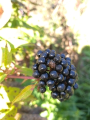 Rubiconia intermedia