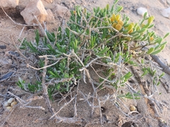 Tetraena fontanesii image