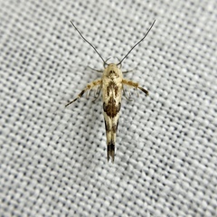 Stathmopoda melanochra