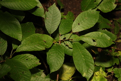 Prunus padus