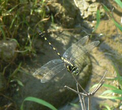 Ictinogomphus decoratus