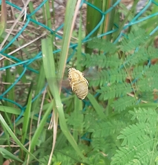 Xylocopa aestuans
