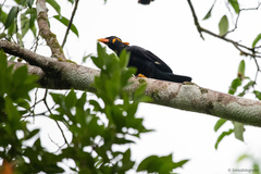 Gracula religiosa