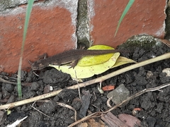 Lissotriton vulgaris