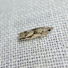 Holocola thalassinana