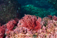 Sphaerococcus coronopifolius