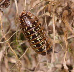 Armadillidium pictum
