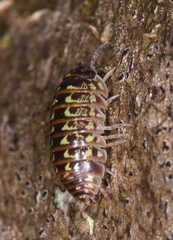 Armadillidium pictum