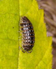 Armadillidium pictum