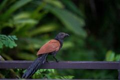 Centropus sinensis