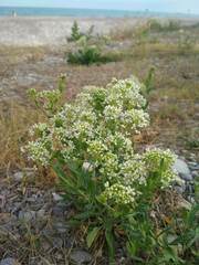 Lepidium draba