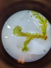 Selaginella denticulata