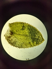 Selaginella denticulata