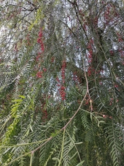 Schinus molle
