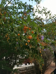 Duranta erecta