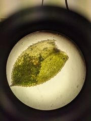 Selaginella denticulata