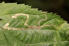 Stigmella aurella
