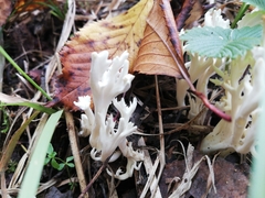 Clavulina rugosa