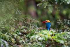 Pelargopsis capensis