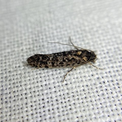 Acridotarsa celsella