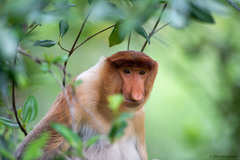 Nasalis larvatus