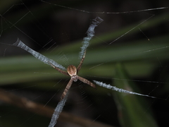 Argiope keyserlingi