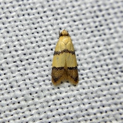 Heteroteucha distephana