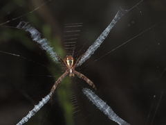 Argiope keyserlingi