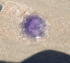 Cyanea lamarckii