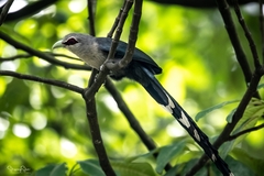 Phaenicophaeus tristis