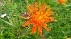 Crepis aurea