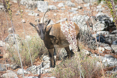 Capra hircus cretica