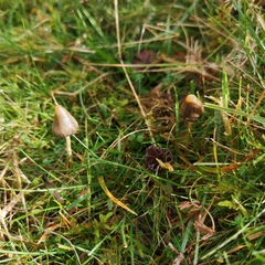 Psilocybe semilanceata