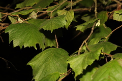 Corylus avellana