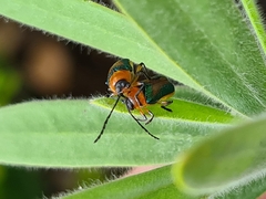 Aporocera