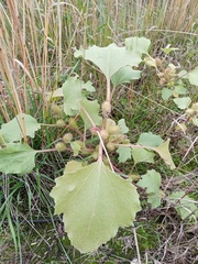 Xanthium orientale riparium