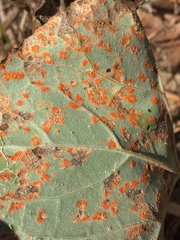 Puccinia poarum