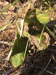 Puccinia poarum