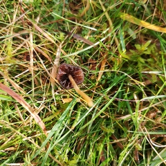 Psilocybe semilanceata