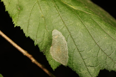 Phyllonorycter coryli