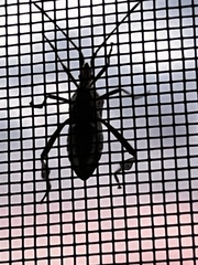 Leptoglossus clypealis