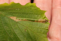Phyllonorycter nicellii