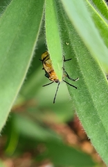 Aporocera