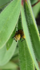 Aporocera